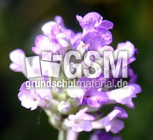 Lavendel-16.jpg